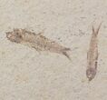 Fossil Fish (Knightia) Plate With Four Fish - Wyoming #111251-2